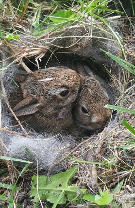 babybunny