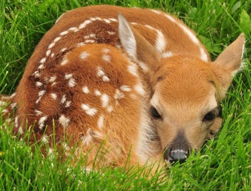 babydeer