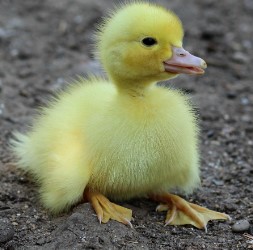 babyduck